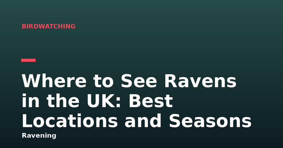 Where to See Ravens in the UK: Best Locations and Seasons